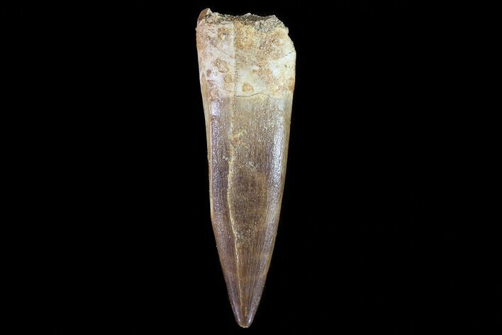 Fossil Plesiosaur (Zarafasaura) Tooth - Morocco #78413